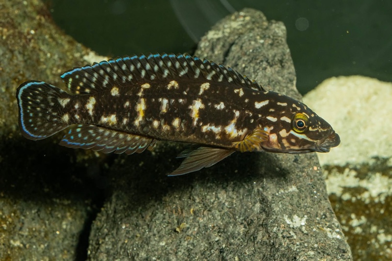Julidochromis sp. 'transcriptus tanzania' Molwe
